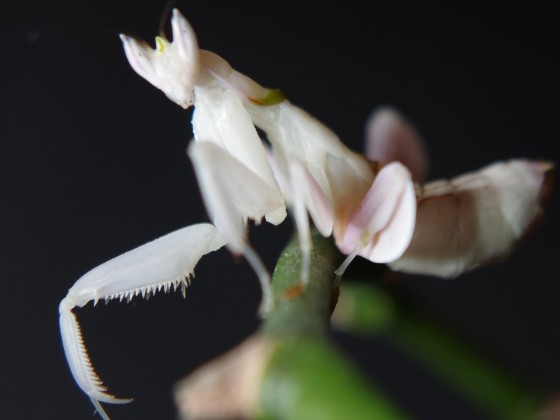 Orchideenmantis