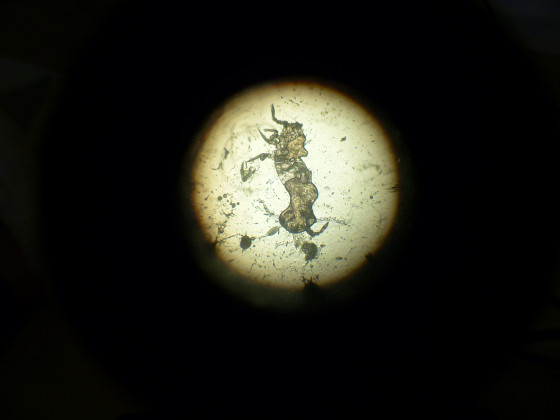 Springschwanz unter dem Mikroskop.