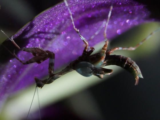 Citharomantis f. M. Adulthäutung II