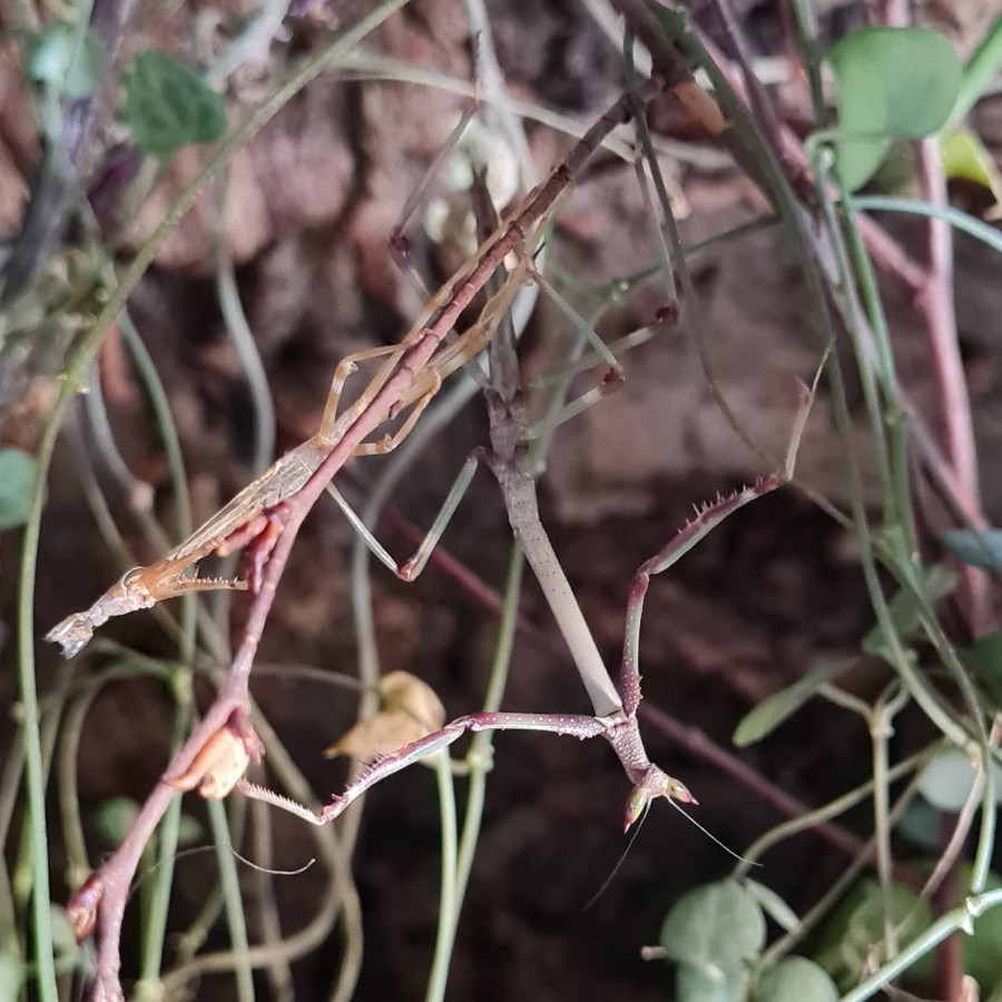 Heterochaeta orientalis L7