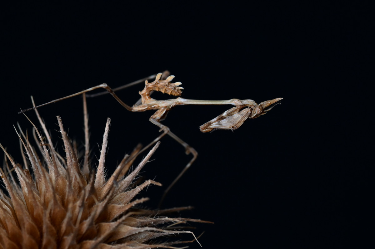 Empusa fasciata