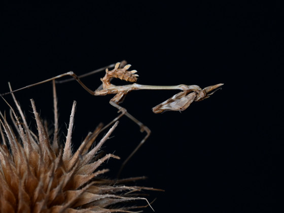 Empusa fasciata