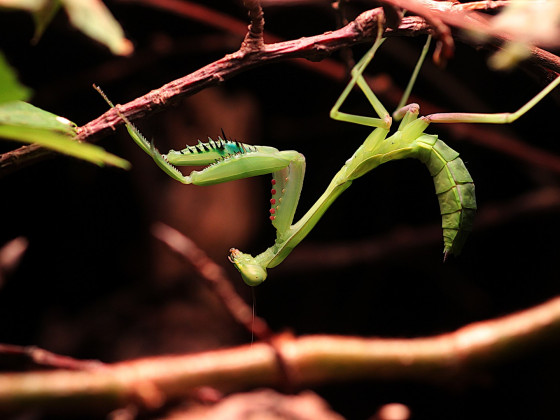 Hierodula quinquepatellata