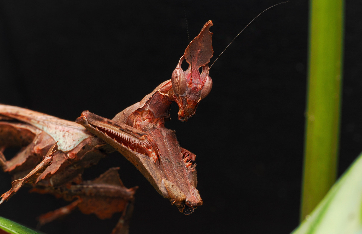 Stenophylla lobivertex