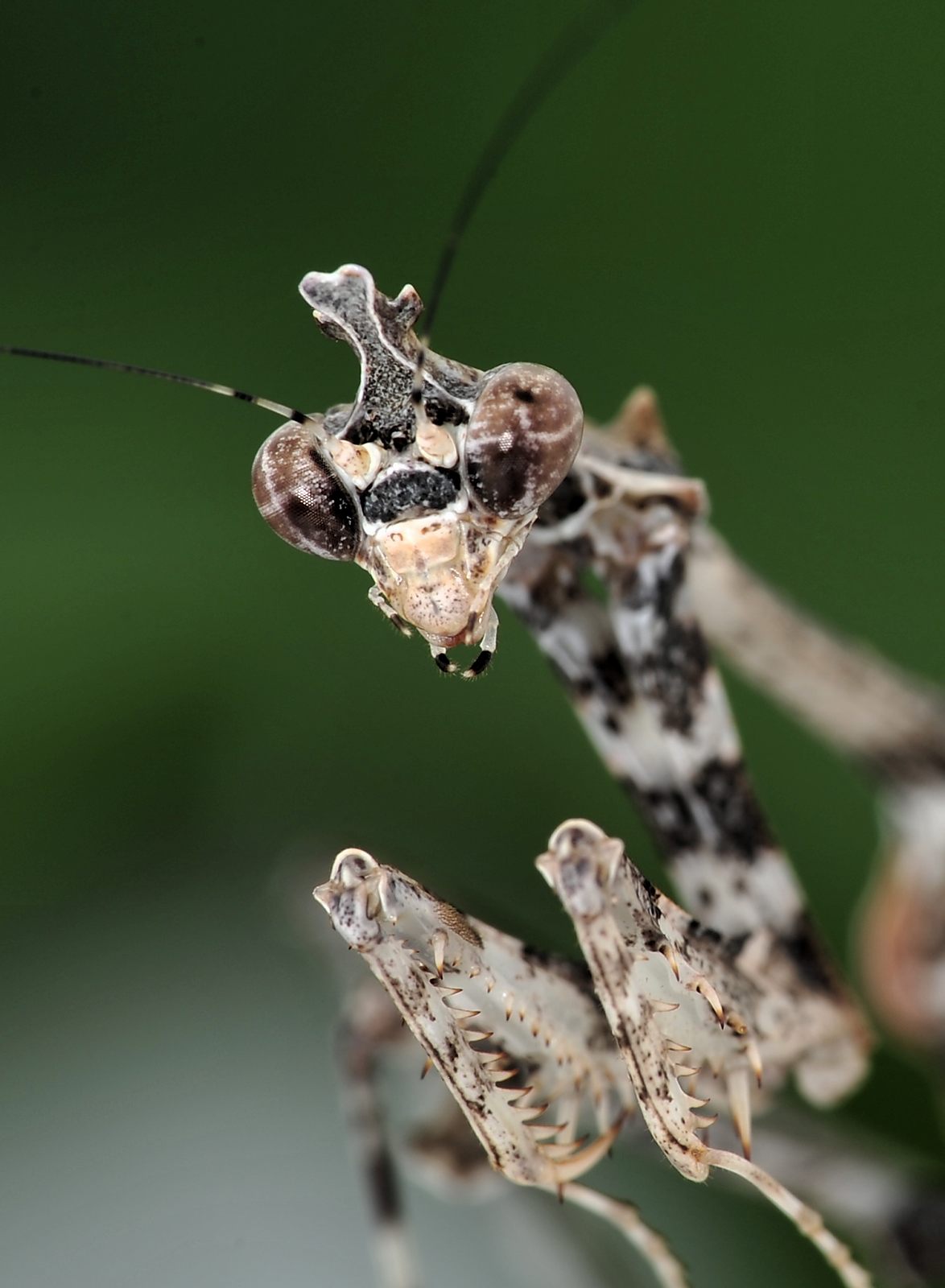 Sibylla dolosa