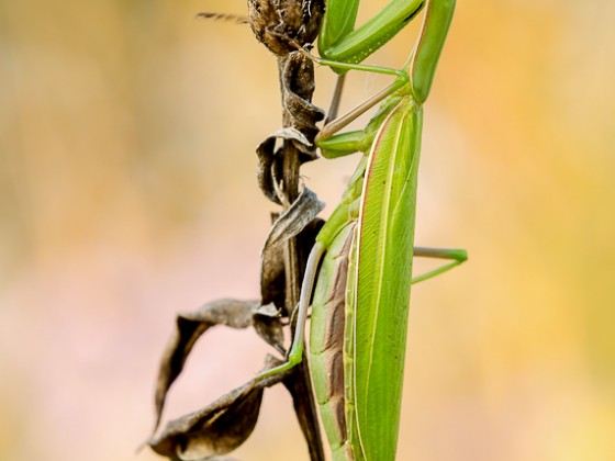 Mantis religiosa