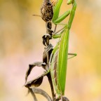 Mantis religiosa