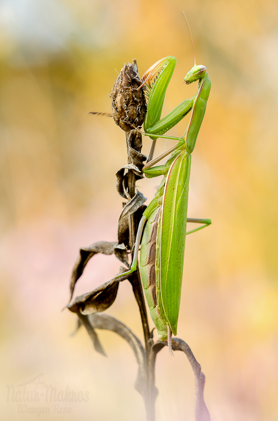 Mantis religiosa