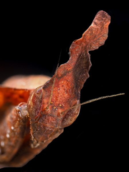 Phyllocrania Paradoxa Female