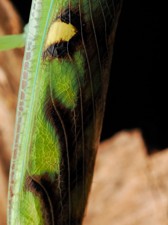 Omomantis zebrata