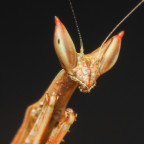 Heterochaeta orientalis L3 Nymph