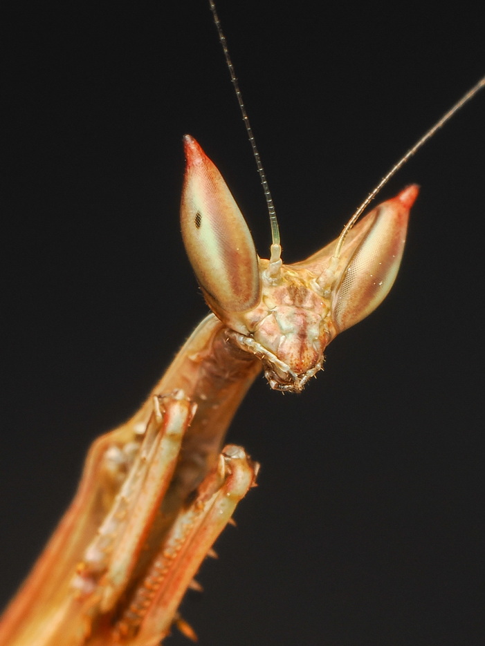 Heterochaeta orientalis L3 Nymph