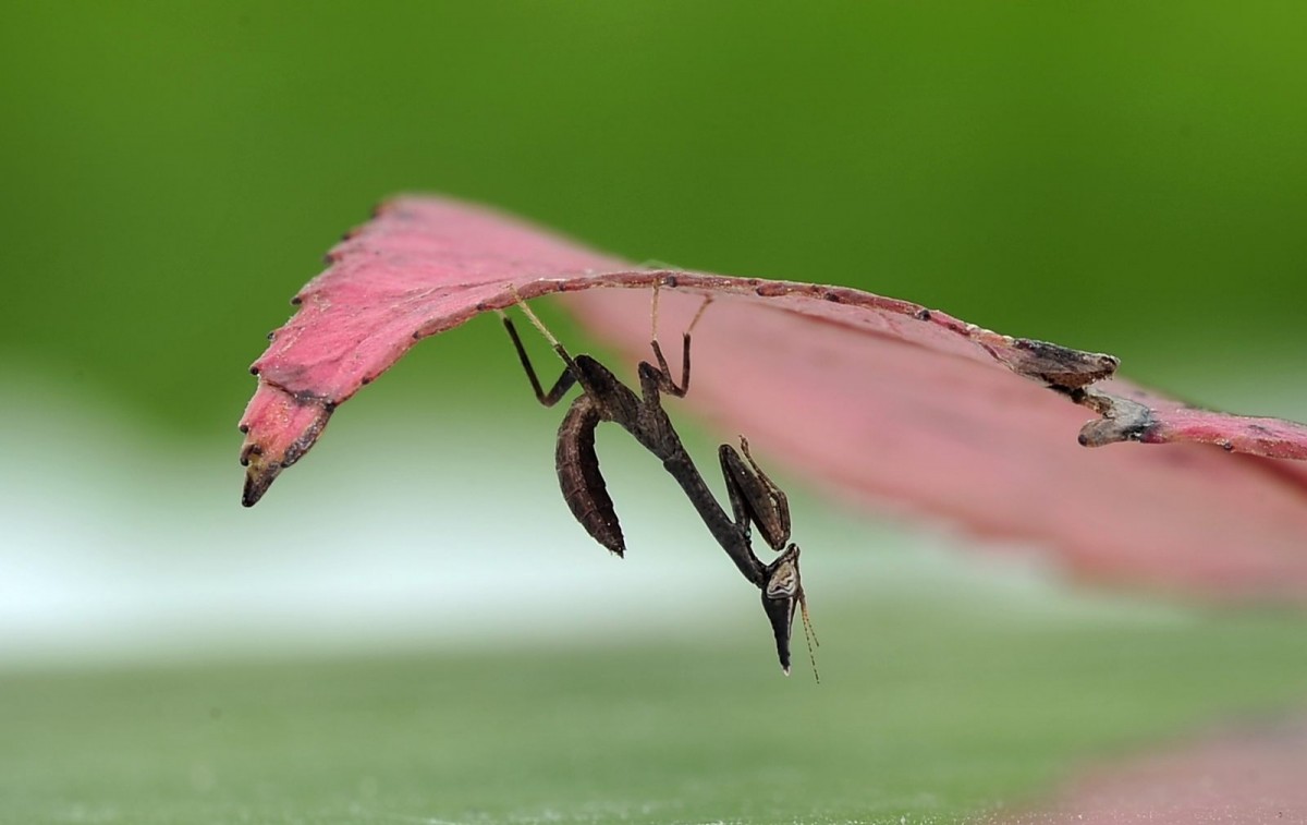 Phyllothelys breve