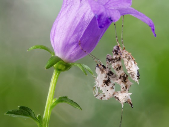 Ceratomantis saussurii 1,0 Nymphe