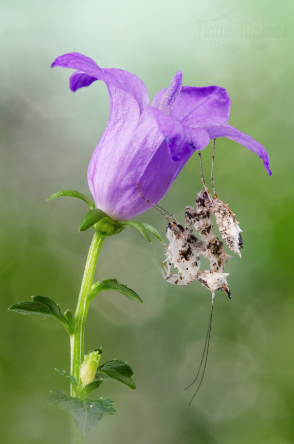 Ceratomantis saussurii 1,0 Nymphe