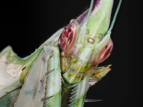 Idolomantis diabolica Weibchen adult