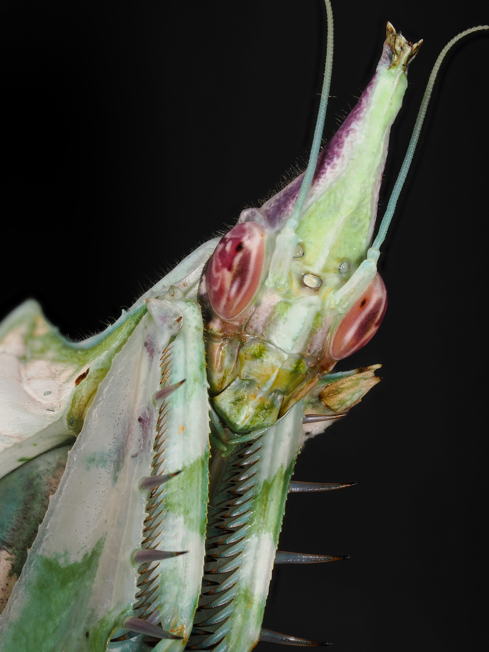 Idolomantis diabolica Weibchen adult