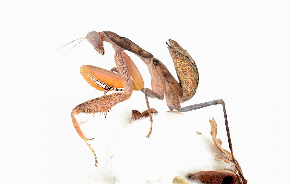 Sphodromantis sp