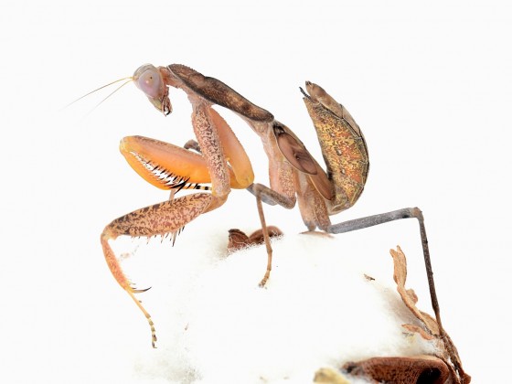 Sphodromantis sp