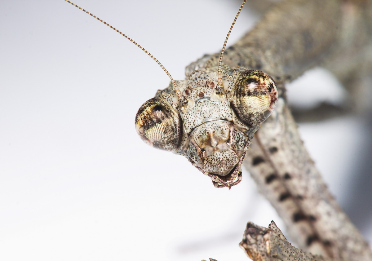 Popa Spurca Crassa Portrait 03