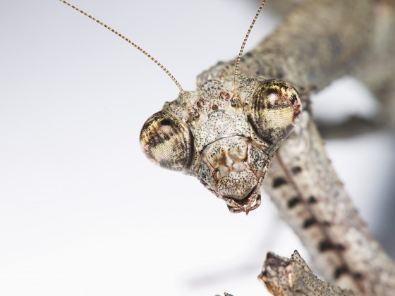 Popa Spurca Crassa Portrait 03