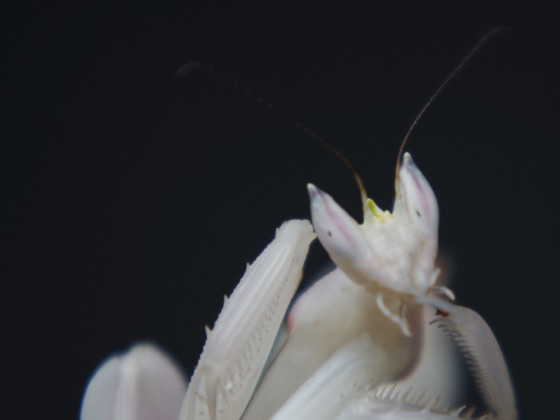 Orchideenmantis