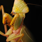 Hierodula spec. Gold