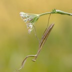 Mantis religiosa,0.1,adult