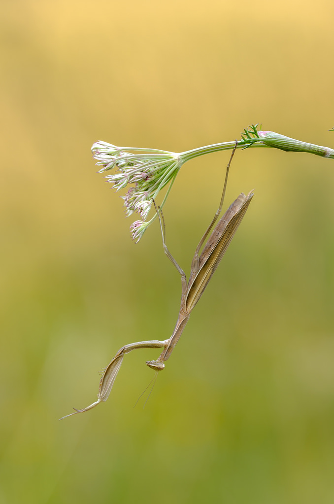 Mantis religiosa,0.1,adult