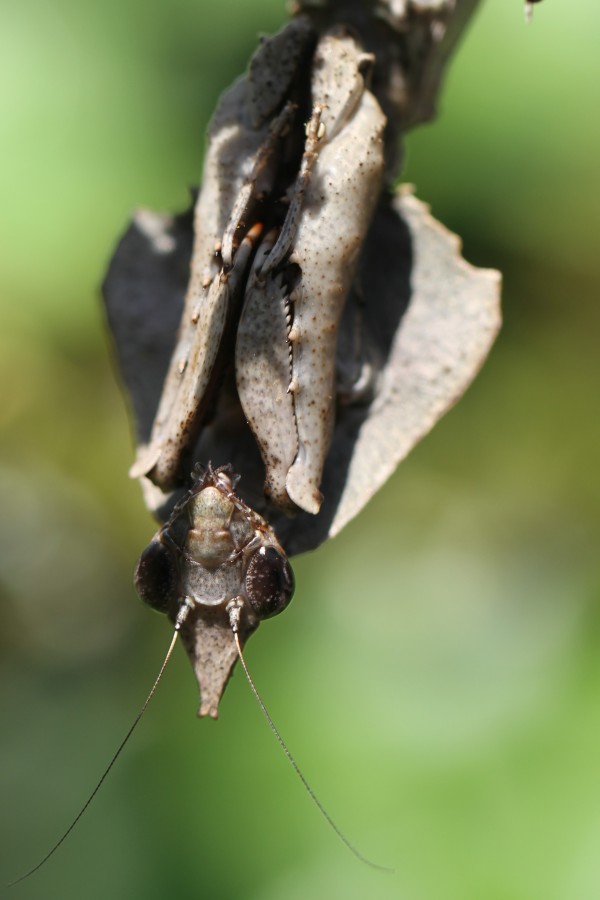 Parablepharis kuhlii asiatica