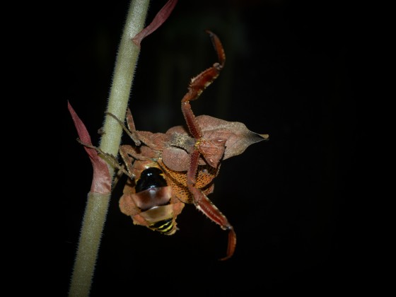Decimiana