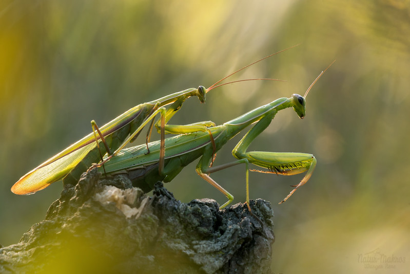 Mantis religiosa- Kopula