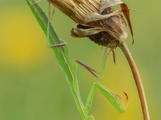 Mantis religiosa