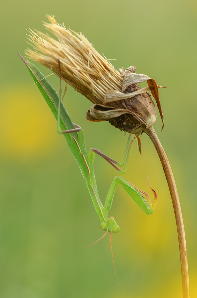 Mantis religiosa