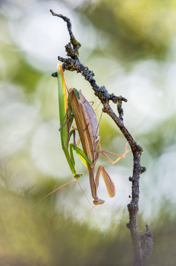 Mantis religiosa