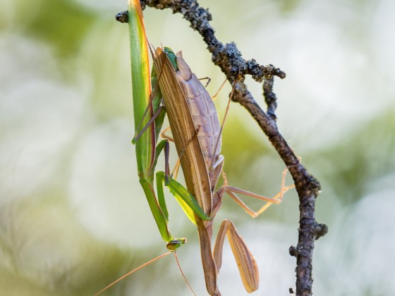 Mantis religiosa