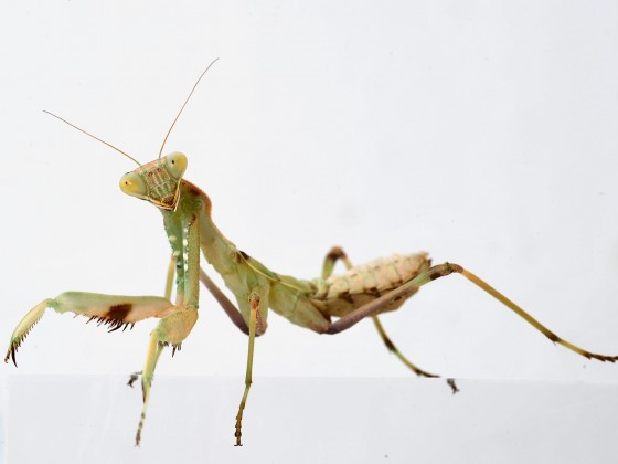 Sphodromantis viridis