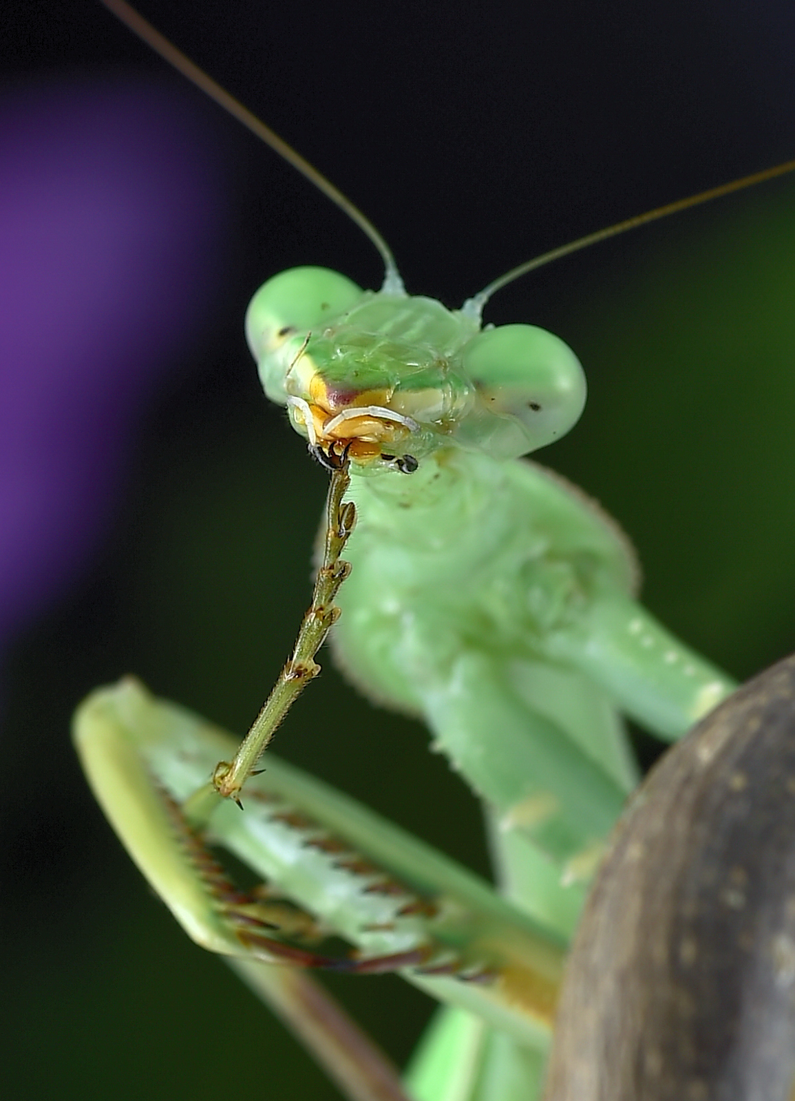 Sphodromantis viridis