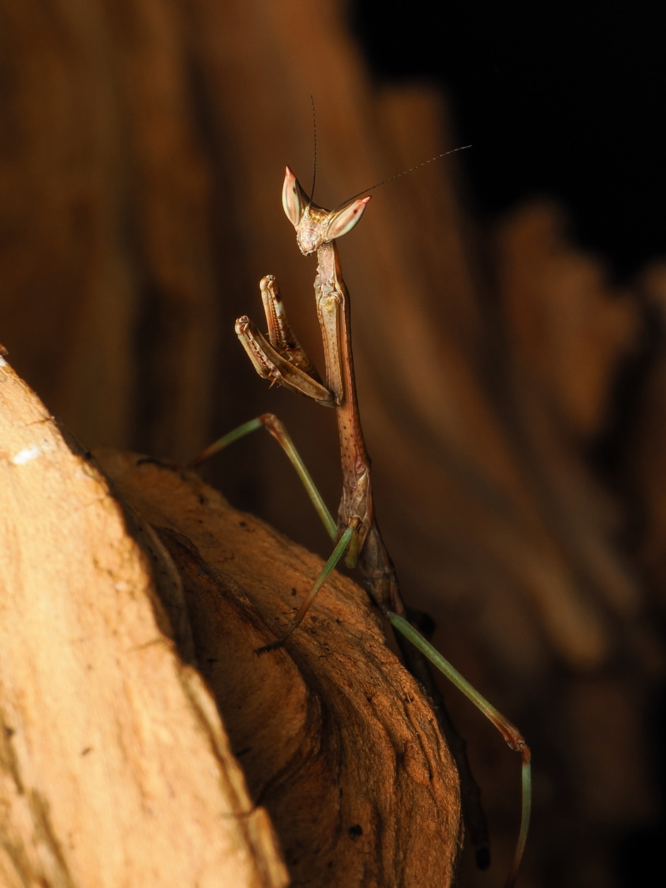 Heterochaeta orientalis L3 Nymph