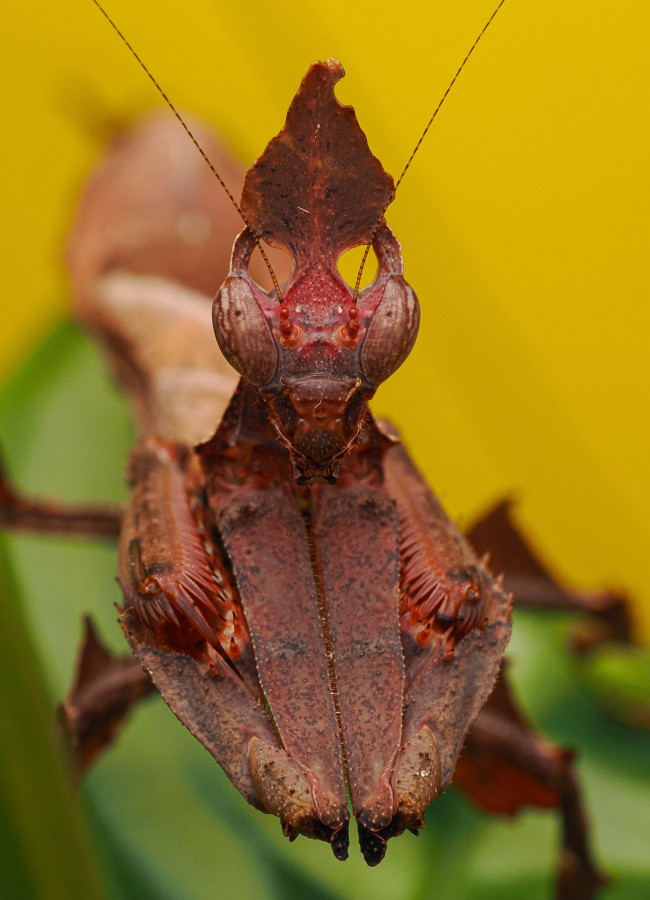 Stenophylla lobivertex