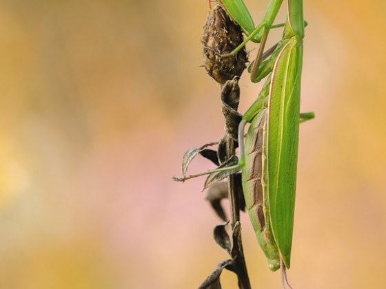 Mantis religiosa