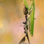 Mantis religiosa