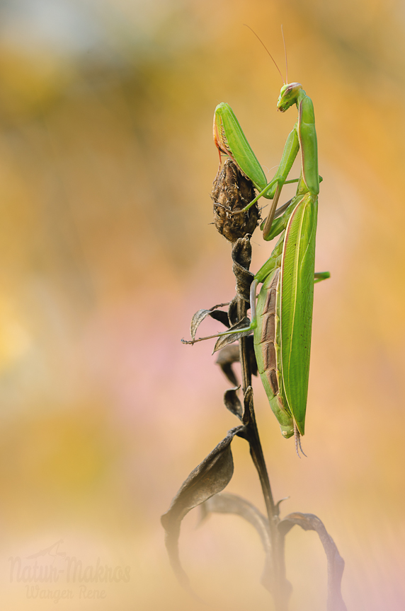 Mantis religiosa