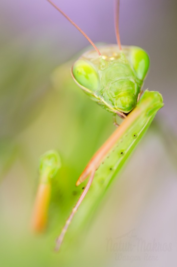 Mantis religiosa