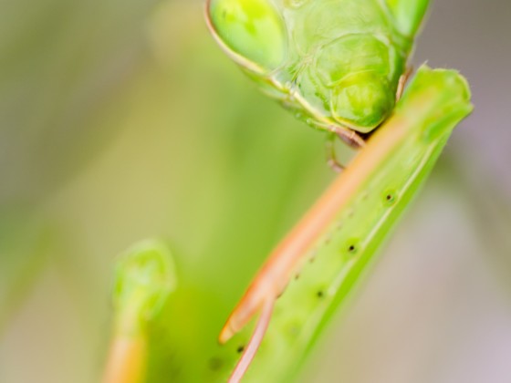 Mantis religiosa