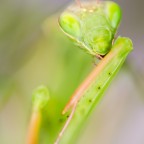 Mantis religiosa