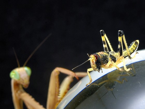 Hierodula quinqueparellata , kurz vorm Futtern.