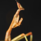 Heterochaeta orientalis L3 Nymph