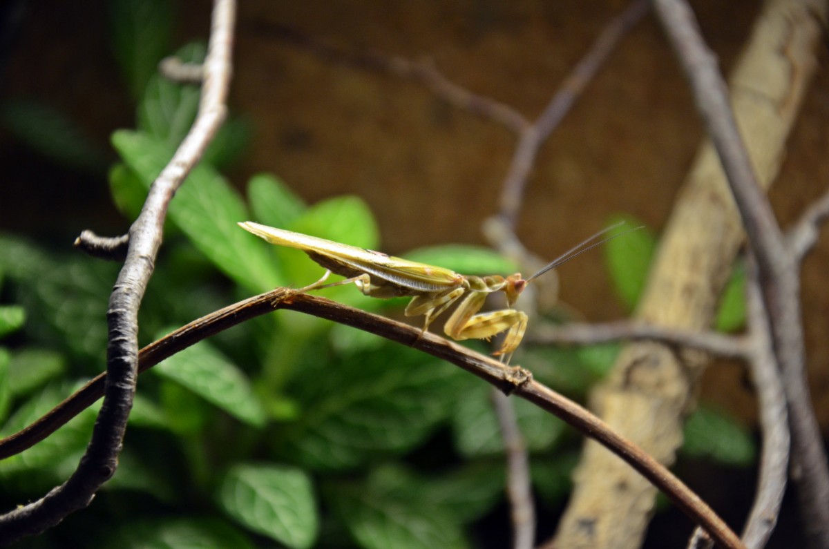 1.0 Creobroter spec. (Chiang Mai -Thailand) adult