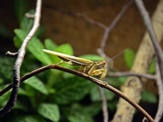 1.0 Creobroter spec. (Chiang Mai -Thailand) adult